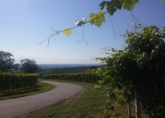 Nelle Vigne * Novello